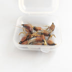 HERCULES Sturdy Realistic Nymph Scud Flies, Fly Fishing Lures, Wet Flies HERCULES SALE