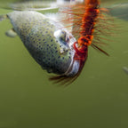 HERCULES 8pcs Wooly Bugger Flies Streamers Fly Fishing Baits HERCULES SALE