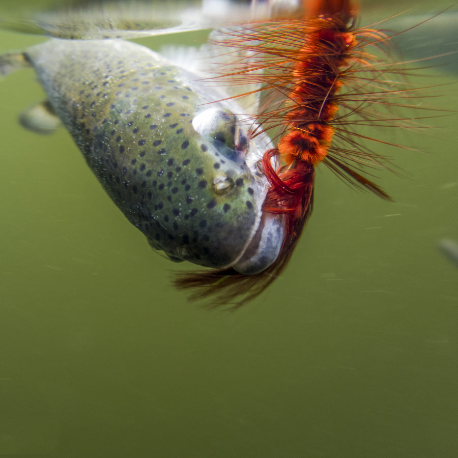 HERCULES 8pcs Wooly Bugger Flies Streamers Fly Fishing Baits HERCULES SALE